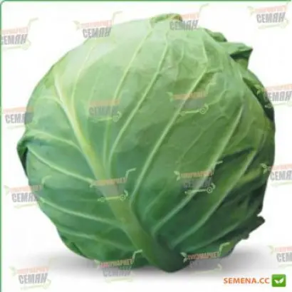 Amarin / Амарін