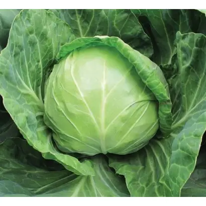 Anadol / Анадоль