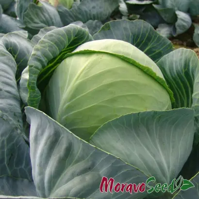 Aros F1 / Арос F1