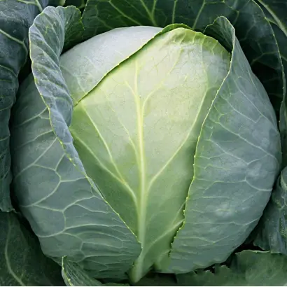 Arcticus / Артікус