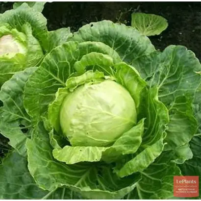 Атлете F1 / Атлета F1