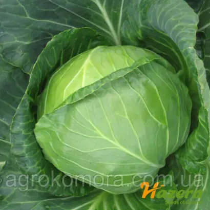 Balbro F1 / Балбро F1