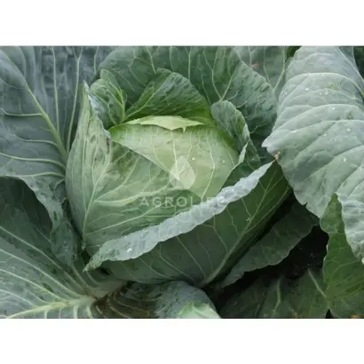 Braga F1/Брага F1 / Брага F1