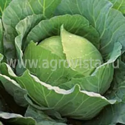 Braxan F1 / Браксан F1