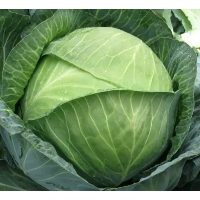 Brady F1 / Бреді F1