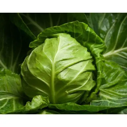 Veronor F1 / Веронор F1