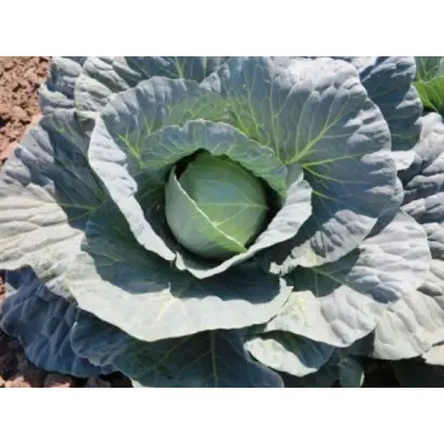 Gabriel / Габріель