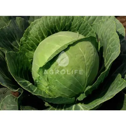 Guardian F1 / Гардіан F1