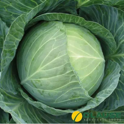 Geant F1 / Гігант F1