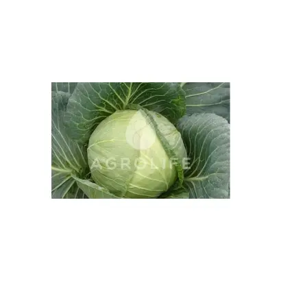 Gilson F1 / Гілсон F1