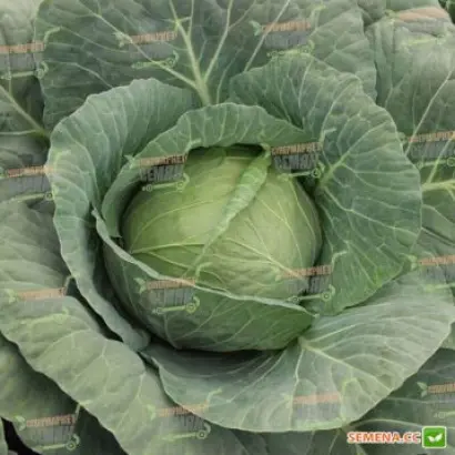 Godavari / Годварі