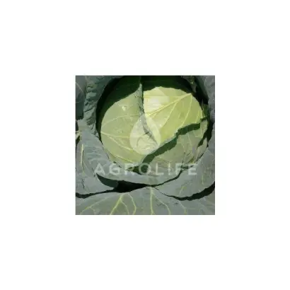 Grandslam / Грендслем