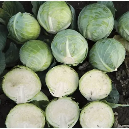 Devotor F1 / Девотор F1