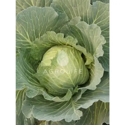 Didone F1 / Дидон F1