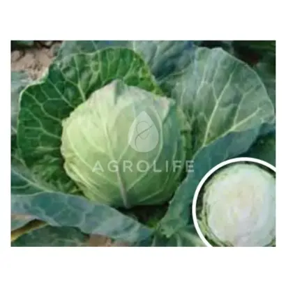 Dynamic / Динамік