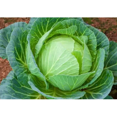 Єленовська