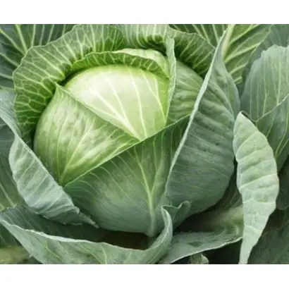 Kalina F1 / Каліна F1