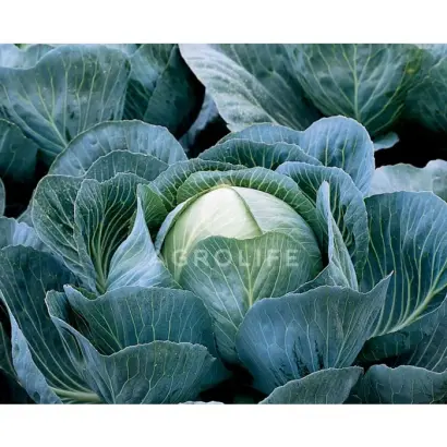 Kalorama F1 / Калорама F1