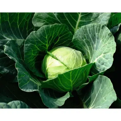 Cambria F1 / Камбрія F1