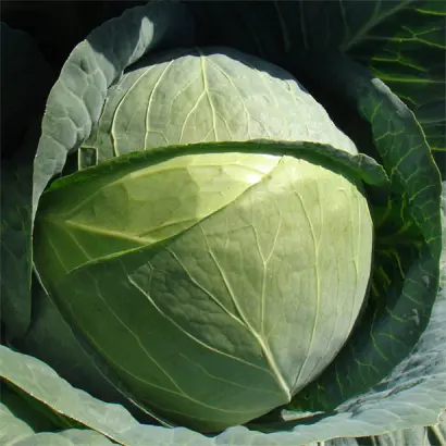 Kaporal F1 / Капорал F1