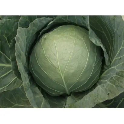 Kozak F1 / Козак F1