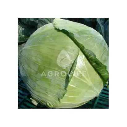 Колорит F1 / Колорит F1