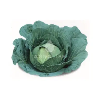 Conquistador / Конкістадор