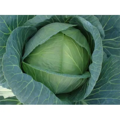 Coronet / Коронет