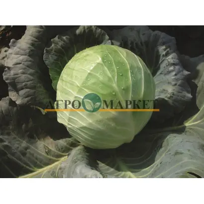 Kubok F1 / Кубок F1