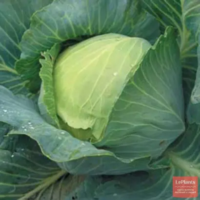 Quisto F1 / Куісто F1