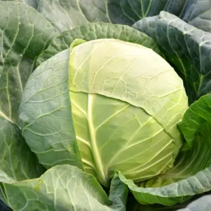 Landini F1 / Ландіні F1