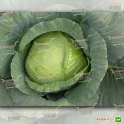 Leopard / Леопард