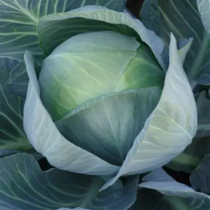 Libreto / Лібрето