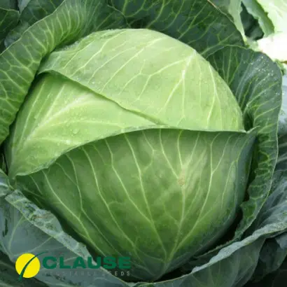 Mandarin F1 / Мандарин F1