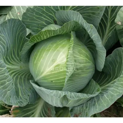 Marabou F1 / Марабу F1