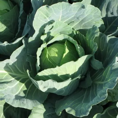 Pructor F1 / Пруктор F1