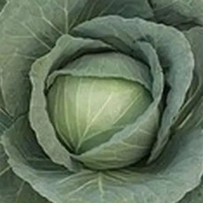 Ranoki F1 / Ранокі F1