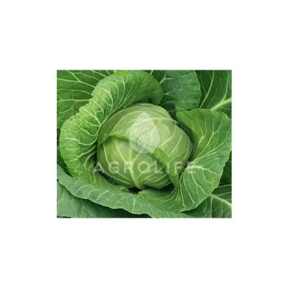 Reactor F1 / Реактор F1