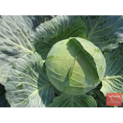 Resistor F1 / Резістор F1