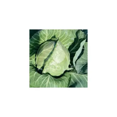 Rayma F1 / Рейма F1