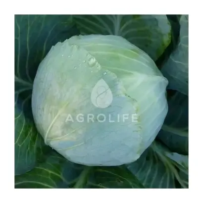 Santorino sixty F1 / Санторіно 60 F1