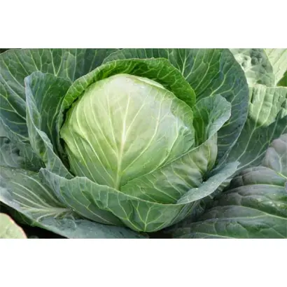 Secoma / Секома