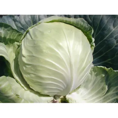 Selma F1 / Селма F1