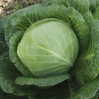 Skif F1 / Скіф F1