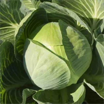 Strukton F1 / Структон F1