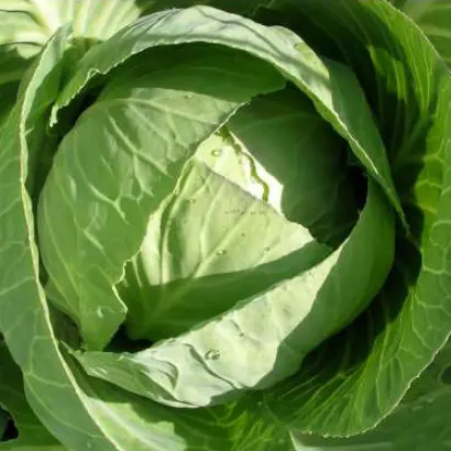 Супер казачок F1