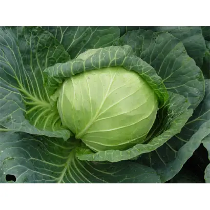 Cupreme Vantage / Супрім Вантаж