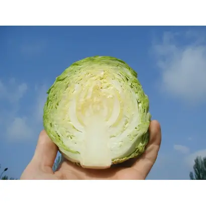 Surprise F1 / Сюрприз F1