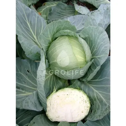 Tacoma F1 / Такома F1