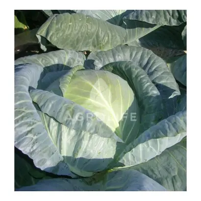 Fundaxy F1 / Фундаксі F1